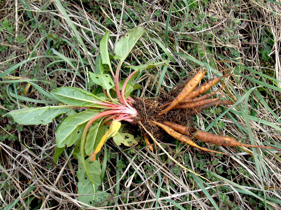 Изображение особи Rumex tuberosus.