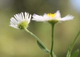 Erigeron annuus