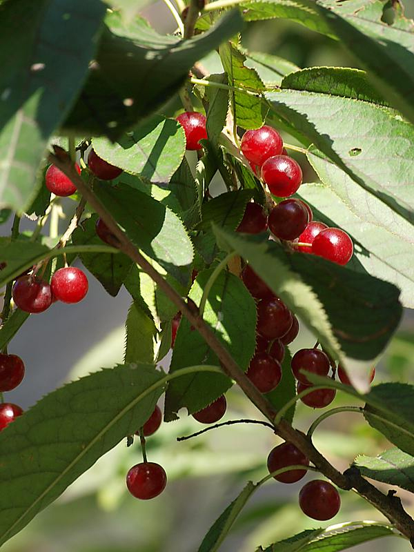 Изображение особи Padus virginiana.