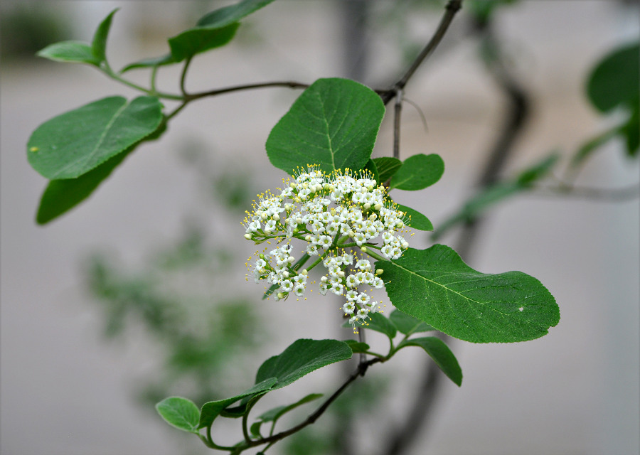 Image of Viburnum lantana specimen.