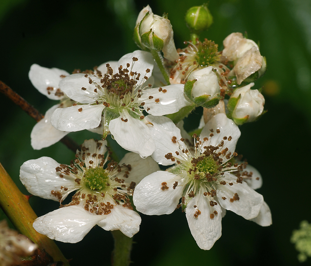 Image of Rubus allegheniensis specimen.