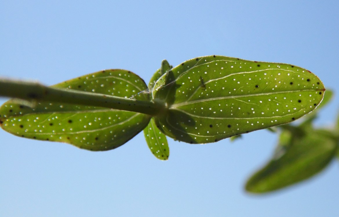 Image of Hypericum perforatum specimen.