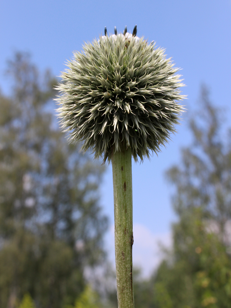 Изображение особи Echinops exaltatus.