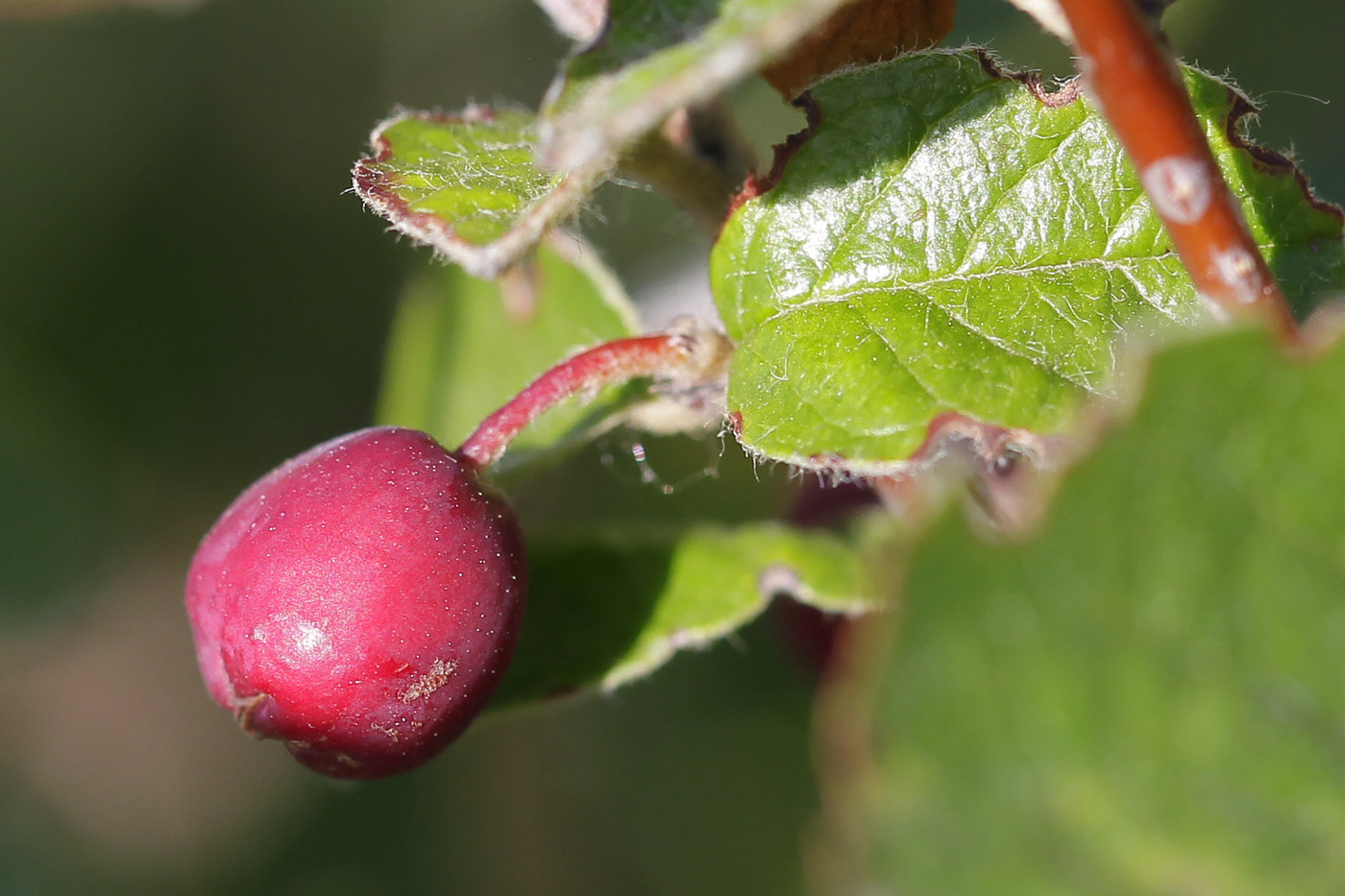 Image of Cotoneaster melanocarpus specimen.