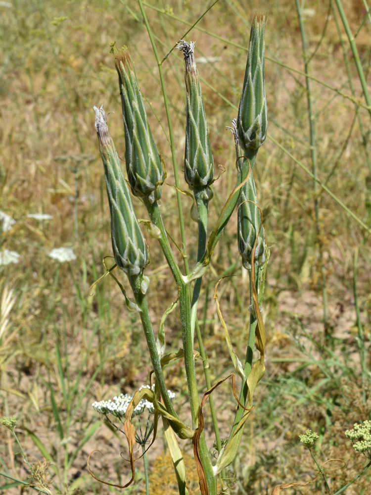 Image of Scorzonera tragopogonoides specimen.