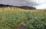 Leymus arenarius. Цветущие и плодоносящие растения. Исландия, южное побережье, окр. г. Вик, песчаный пляж. 03.08.2016.