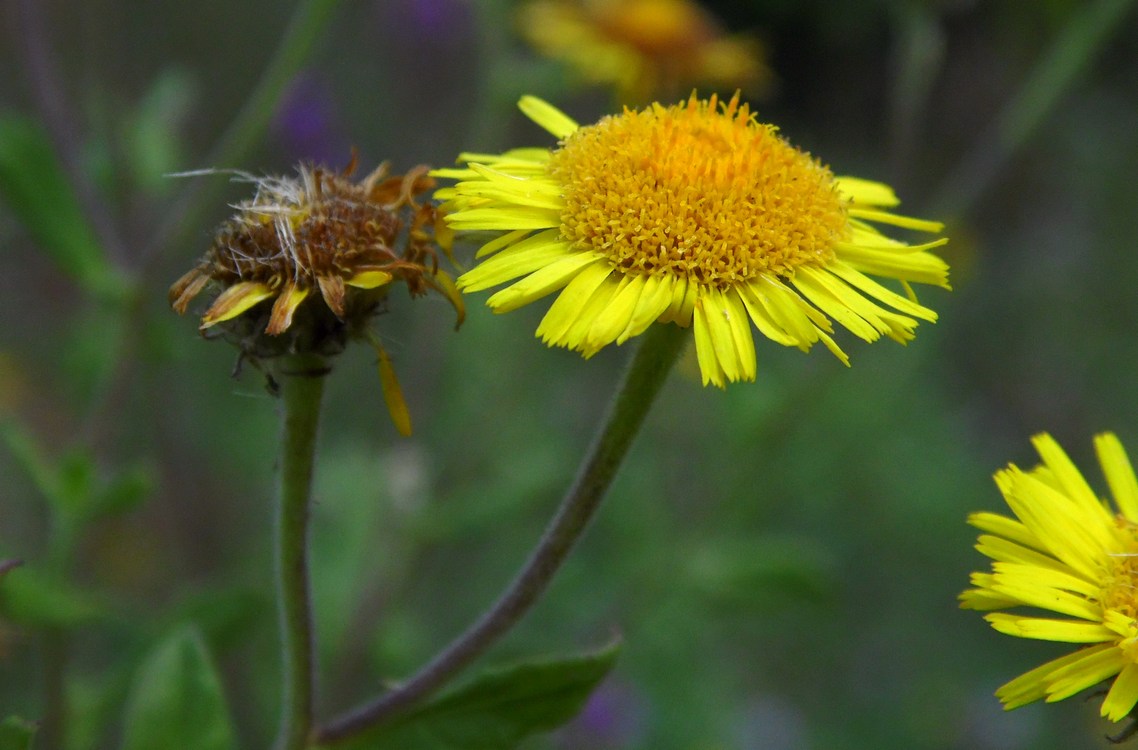 Image of Pulicaria dysenterica specimen.