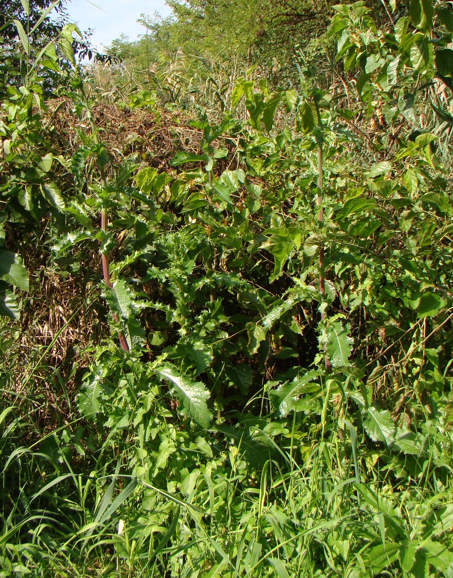 Image of Sonchus asper specimen.