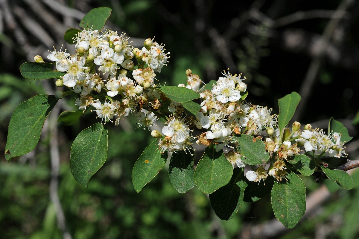 Изображение особи Cotoneaster multiflorus.