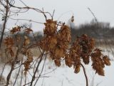 Humulus lupulus. Сухие побеги с соплодиями. Тамбовская обл., Петровский р-н, дер. Новая Васильевка, заросли кустарника на залежи. 03.12.2016.