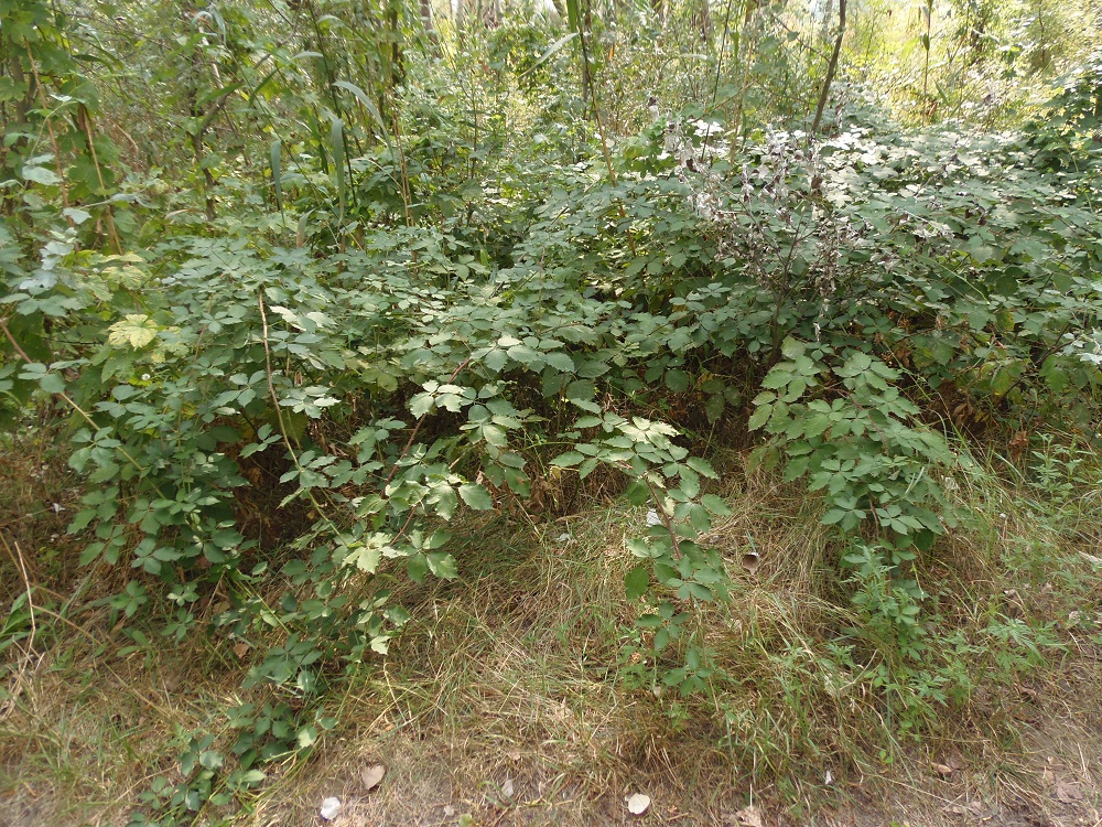 Image of genus Rubus specimen.