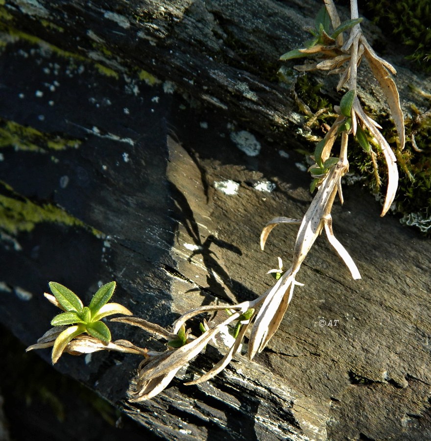 Изображение особи семейство Caryophyllaceae.