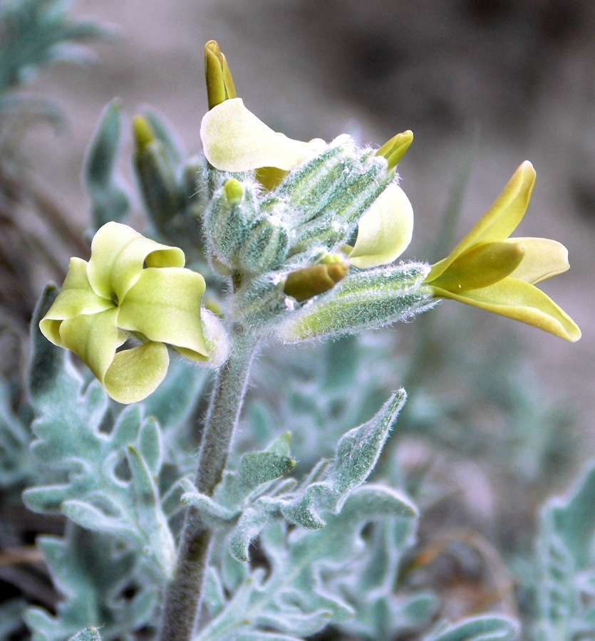 Изображение особи Matthiola odoratissima.