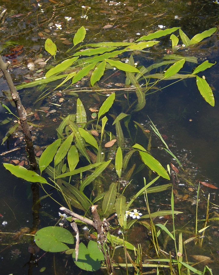 Image of genus Potamogeton specimen.