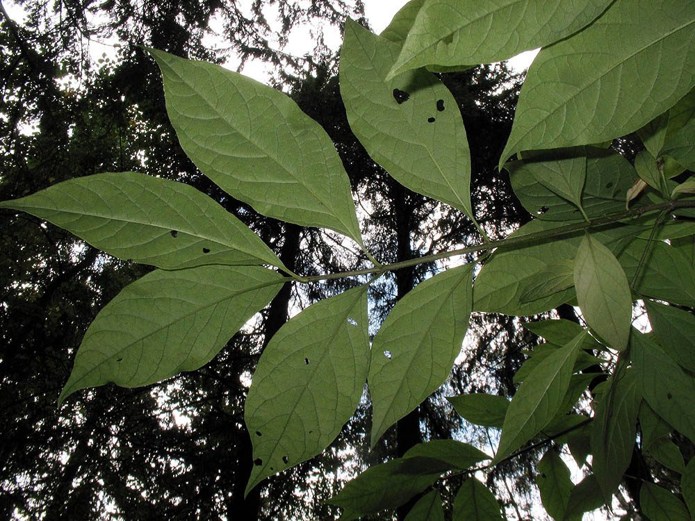 Image of Syringa &times; henryi specimen.