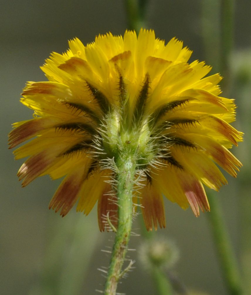 Image of Hypochaeris achyrophorus specimen.