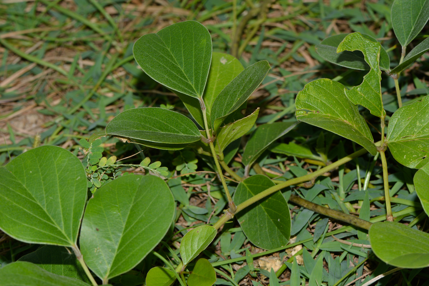 Image of Canavalia maritima specimen.