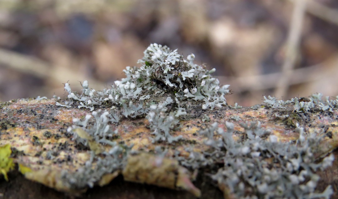 Image of Physcia adscendens specimen.