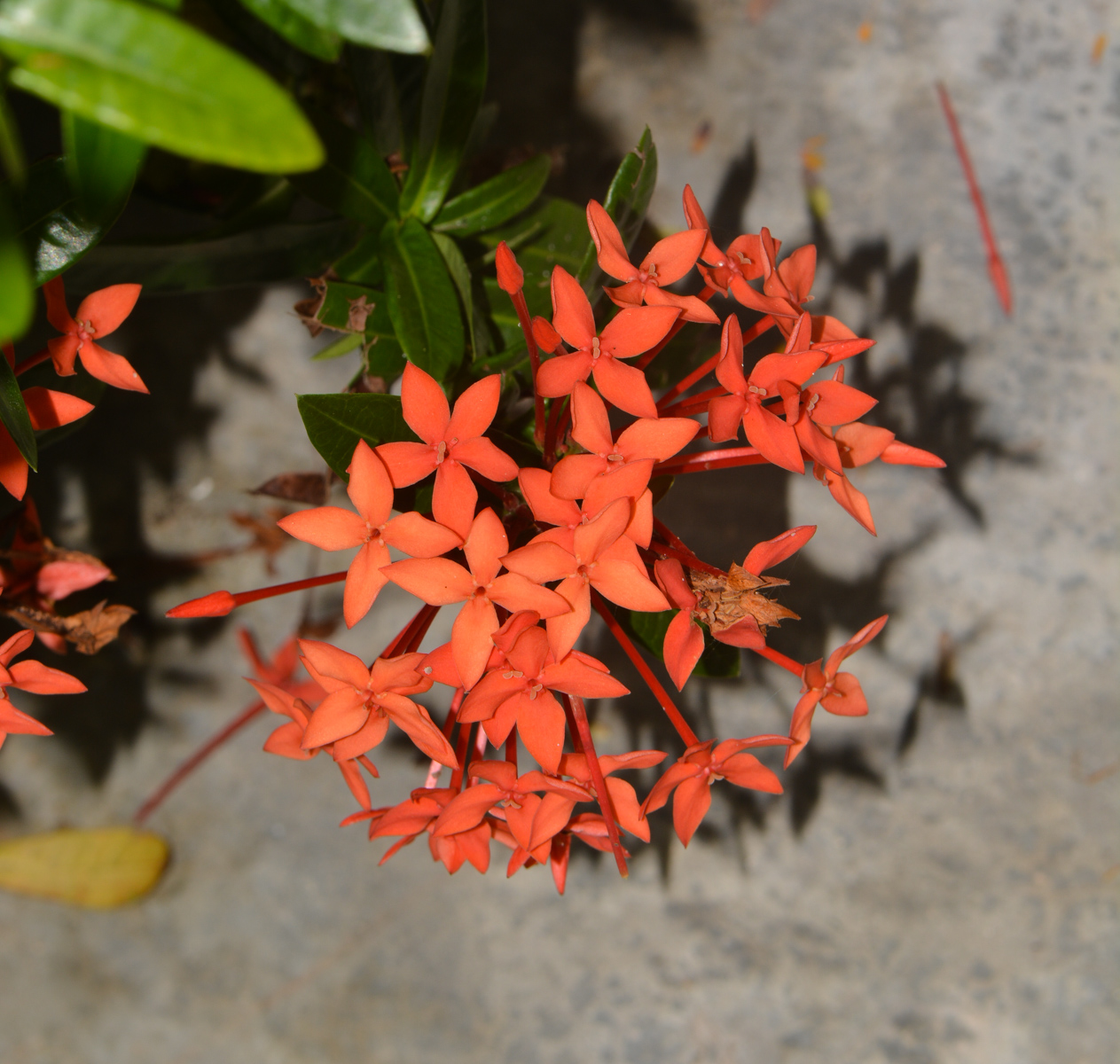 Image of Ixora coccinea specimen.