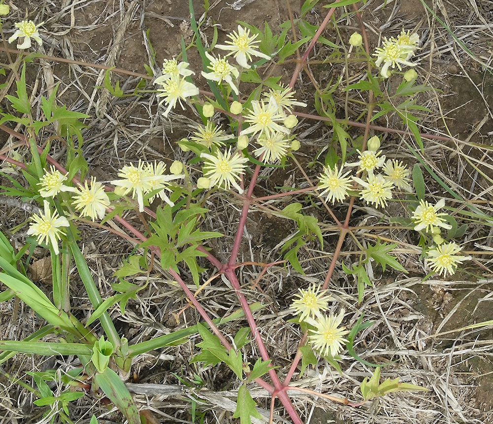 Image of Clematis campestris specimen.