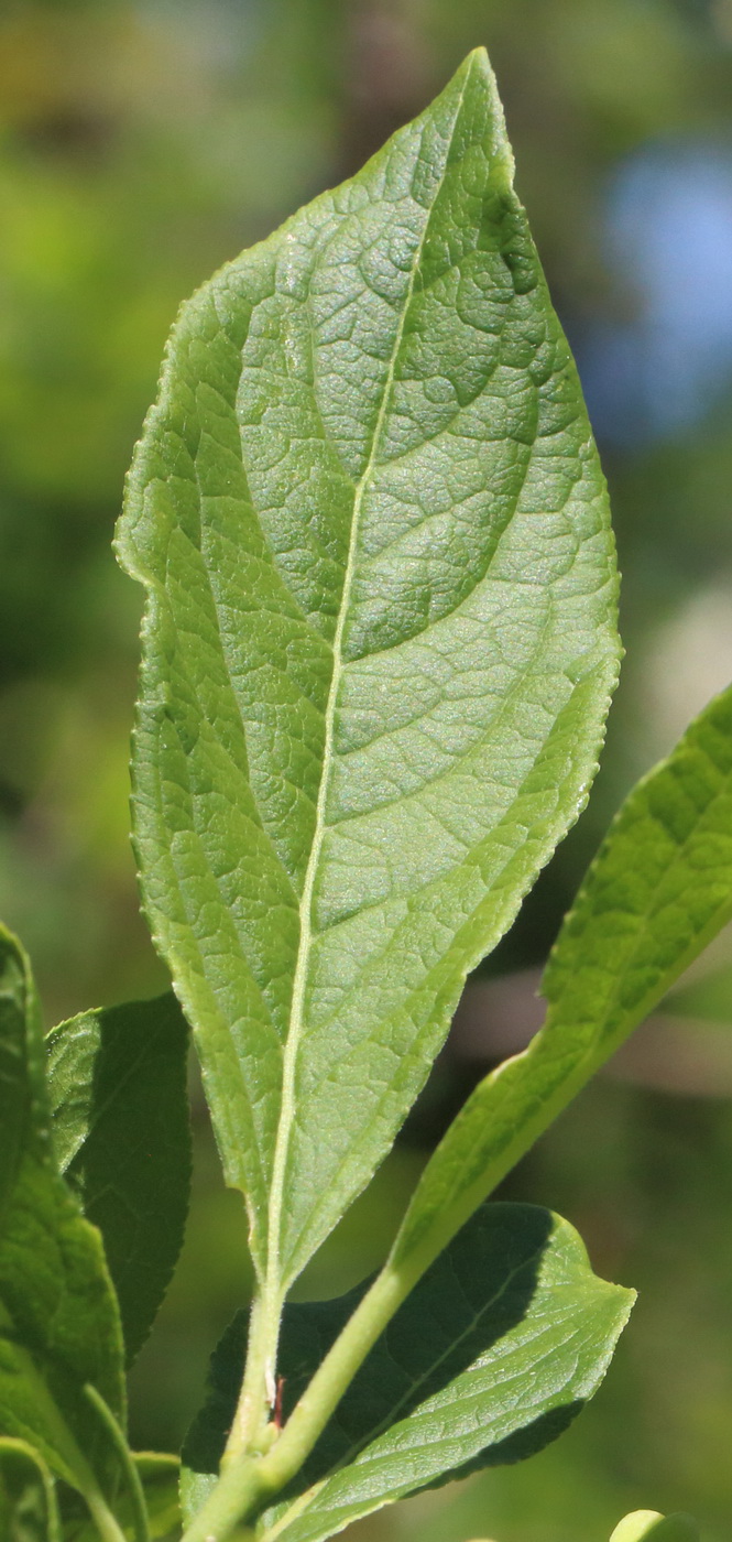 Image of Euonymus europaeus specimen.