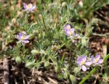 Spergularia rubra. Верхушка цветущего растения. Беларусь, Минская обл., Минский р-н, окр. агрогородка Ждановичи, остановка рядом с тропинкой в смешанный лес. 17.06.2017.