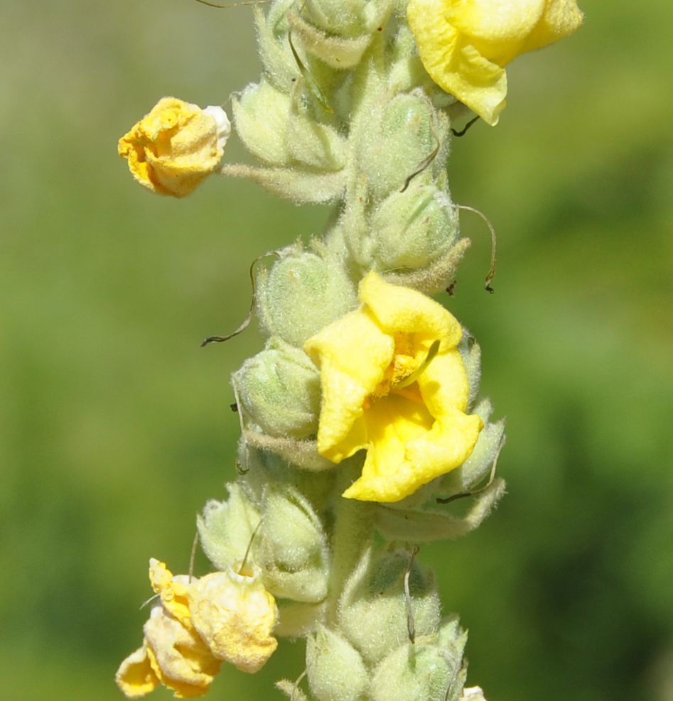 Изображение особи род Verbascum.