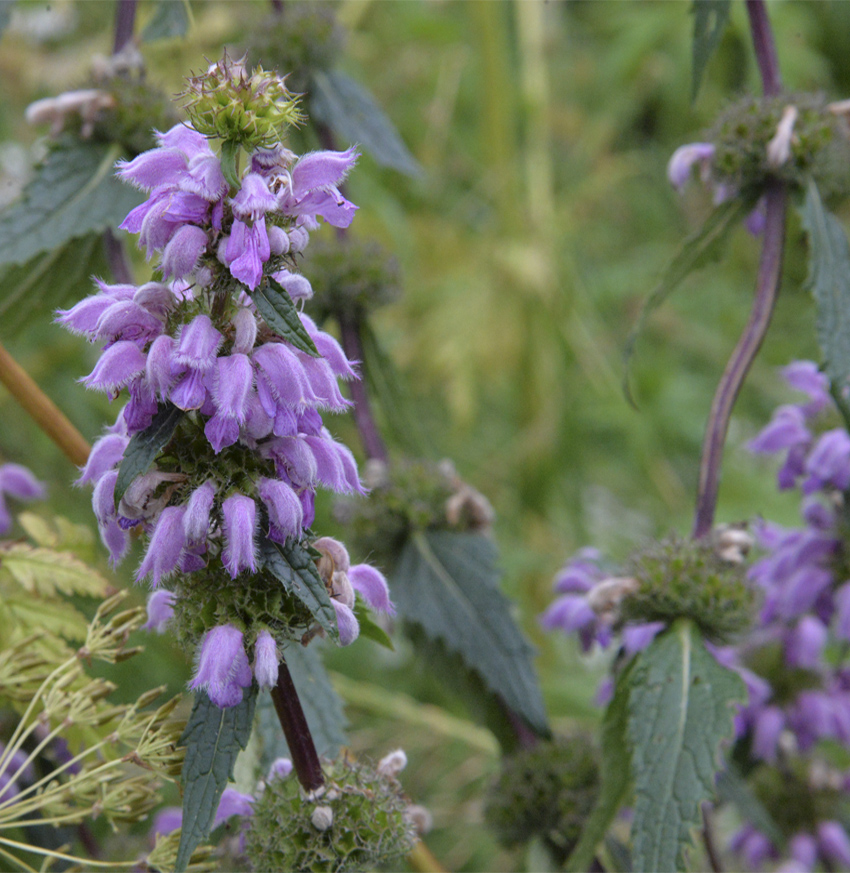 Image of Phlomoides tuberosa specimen.