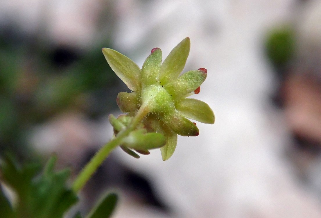 Image of Saxifraga moschata specimen.