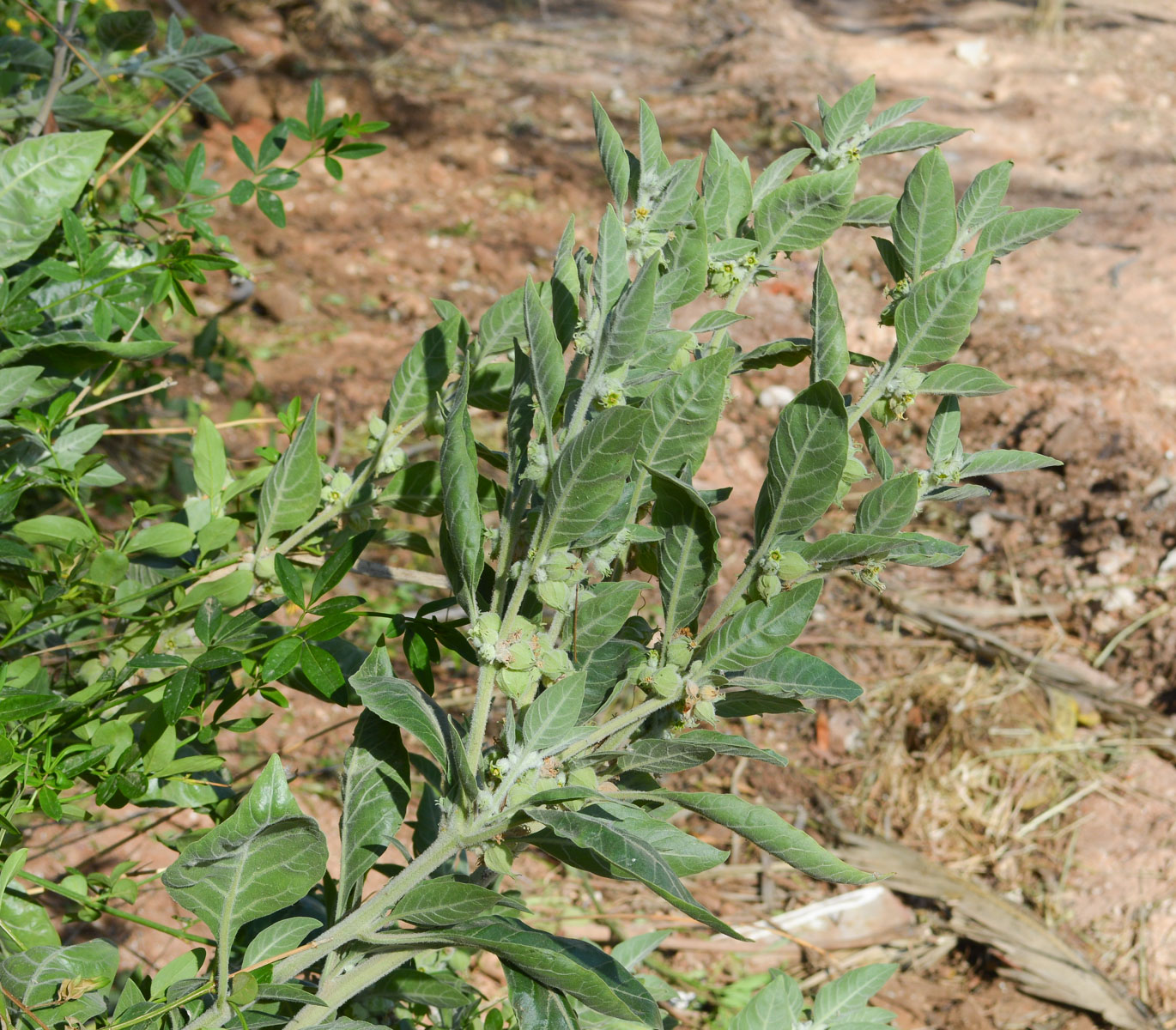 Image of Withania somnifera specimen.