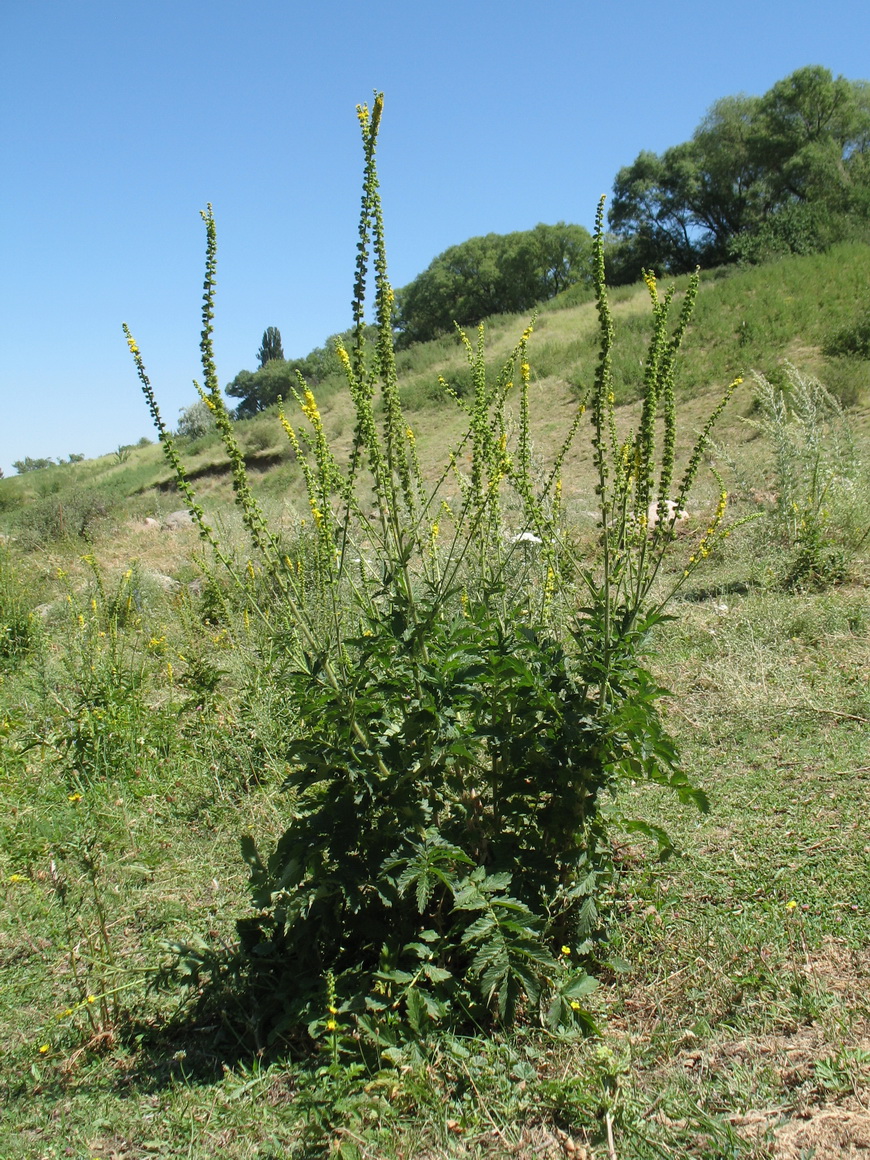 Image of Agrimonia asiatica specimen.