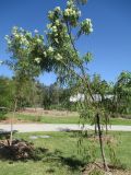 Eucalyptus curtisii