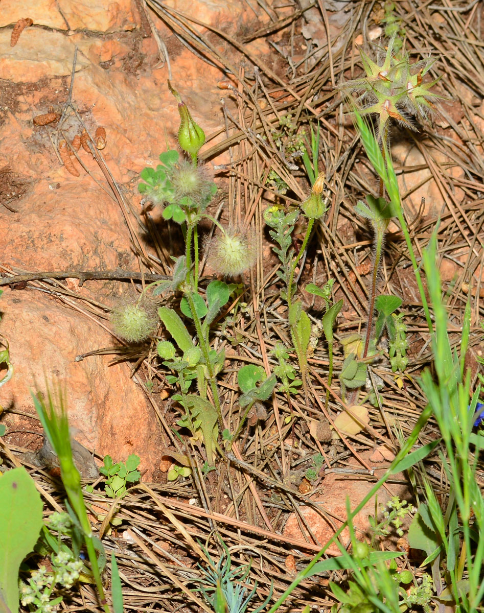 Image of Trifolium pilulare specimen.