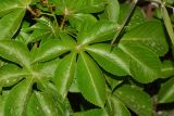 Jatropha gossypiifolia