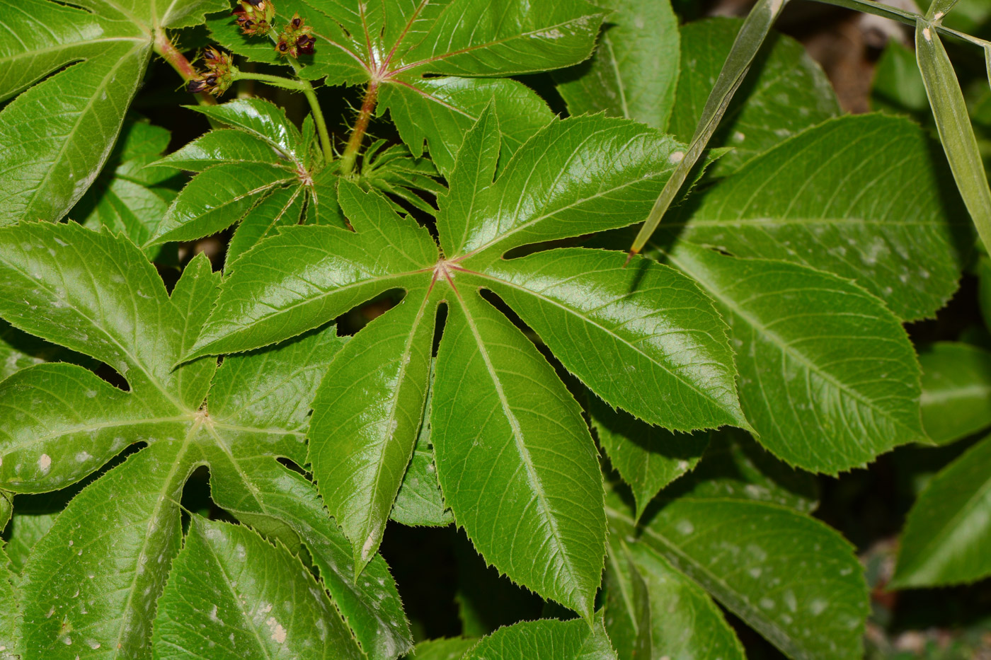 Image of Jatropha gossypiifolia specimen.