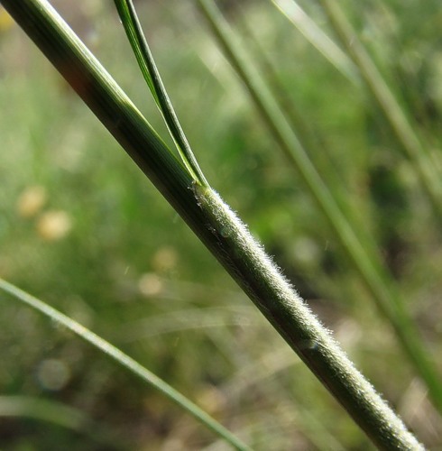 Изображение особи Stipa brauneri.