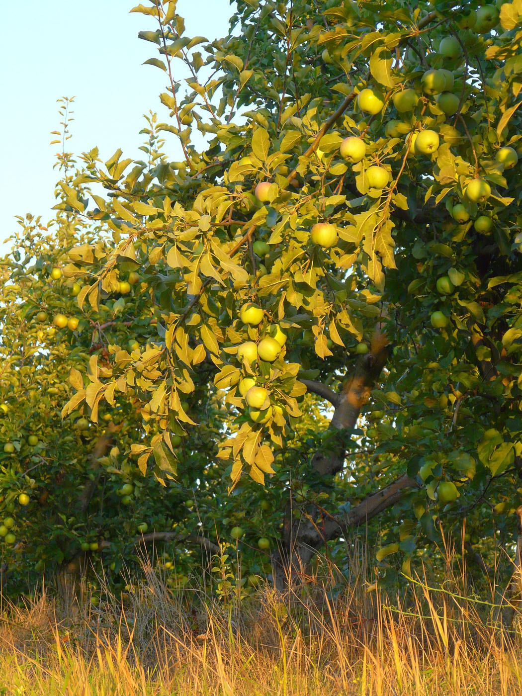 Изображение особи Malus domestica.