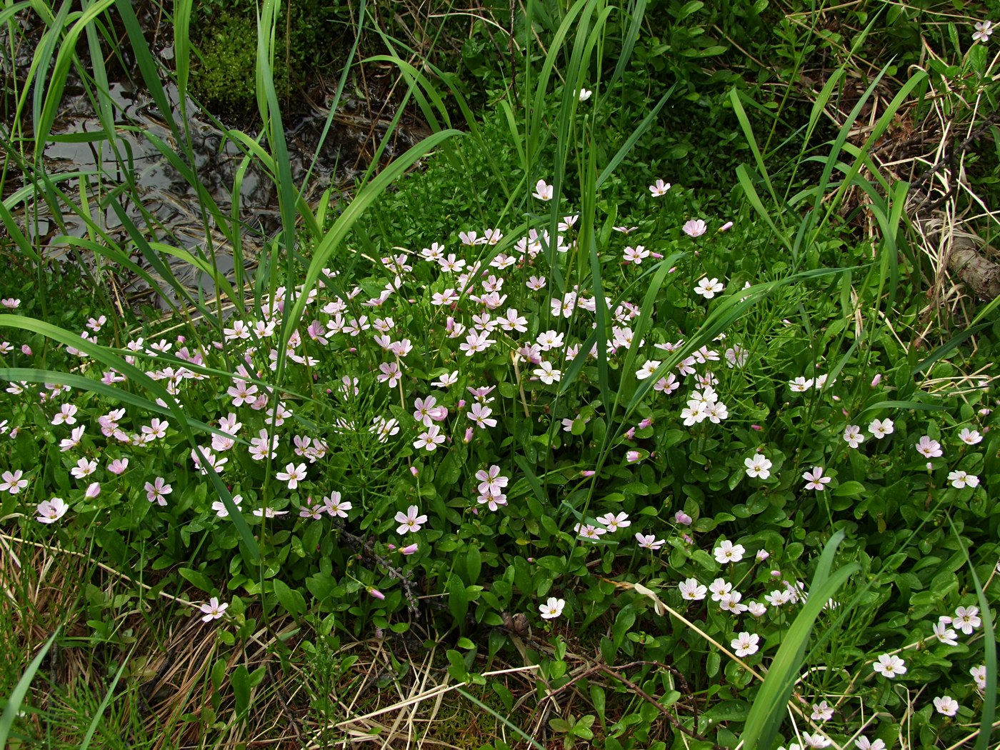 Image of Claytonia sarmentosa specimen.