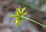 род Tragopogon. Верхушка побега с соцветием (вид со стороны обёртки). Грузия, Кахетия, окр. г. Кварели, монастырь Некреси, каменистый склон у обочины дороги. 04.05.2017.