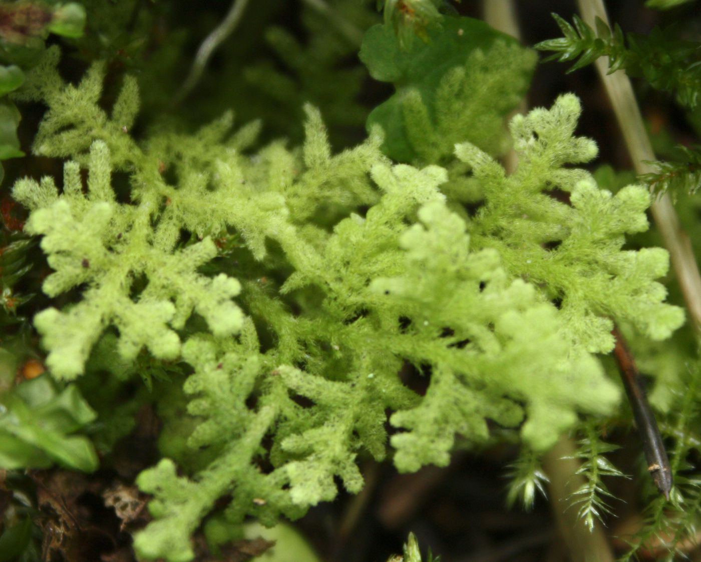 Image of Trichocolea tomentella specimen.