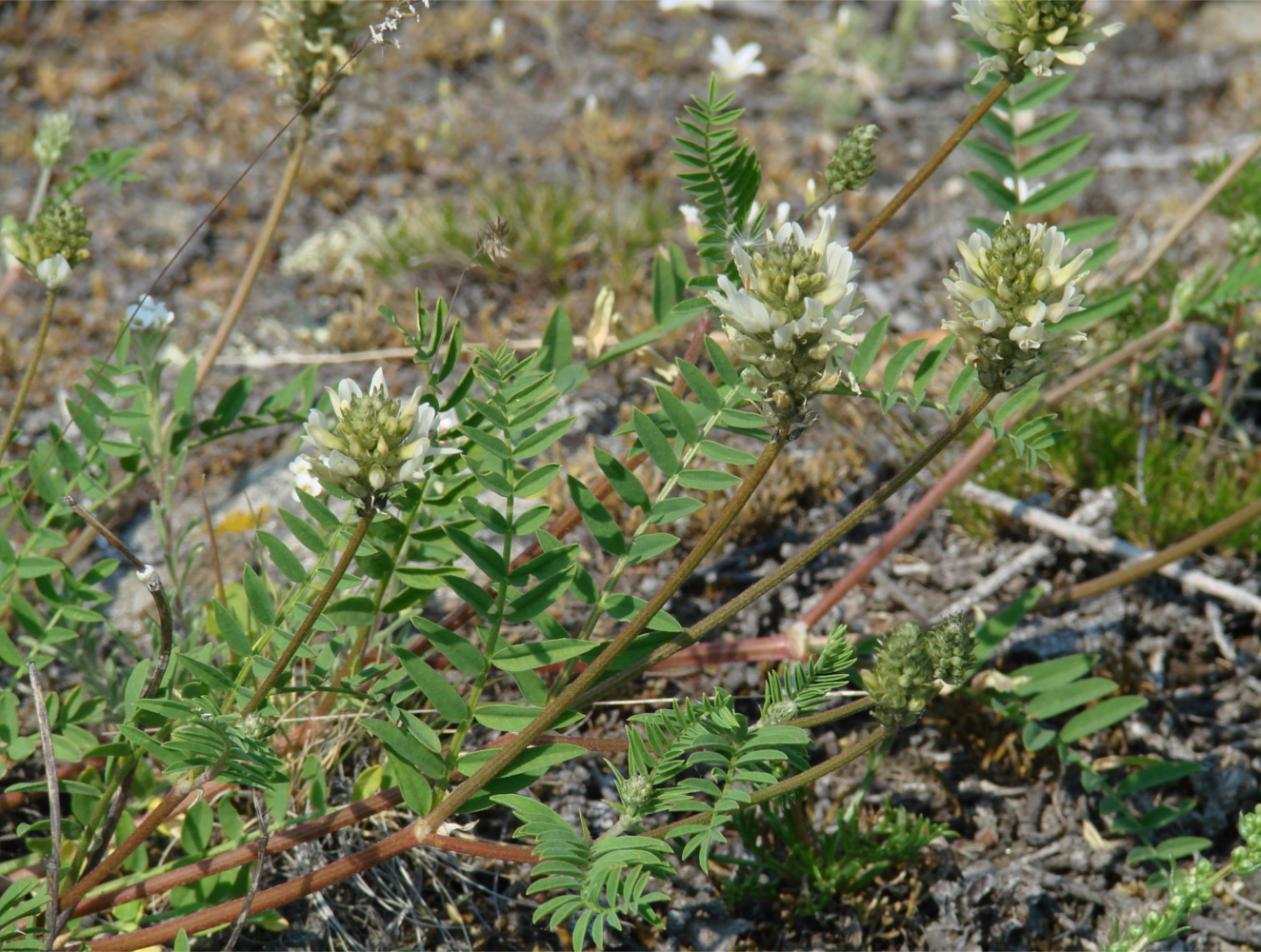 Image of Astragalus inopinatus specimen.