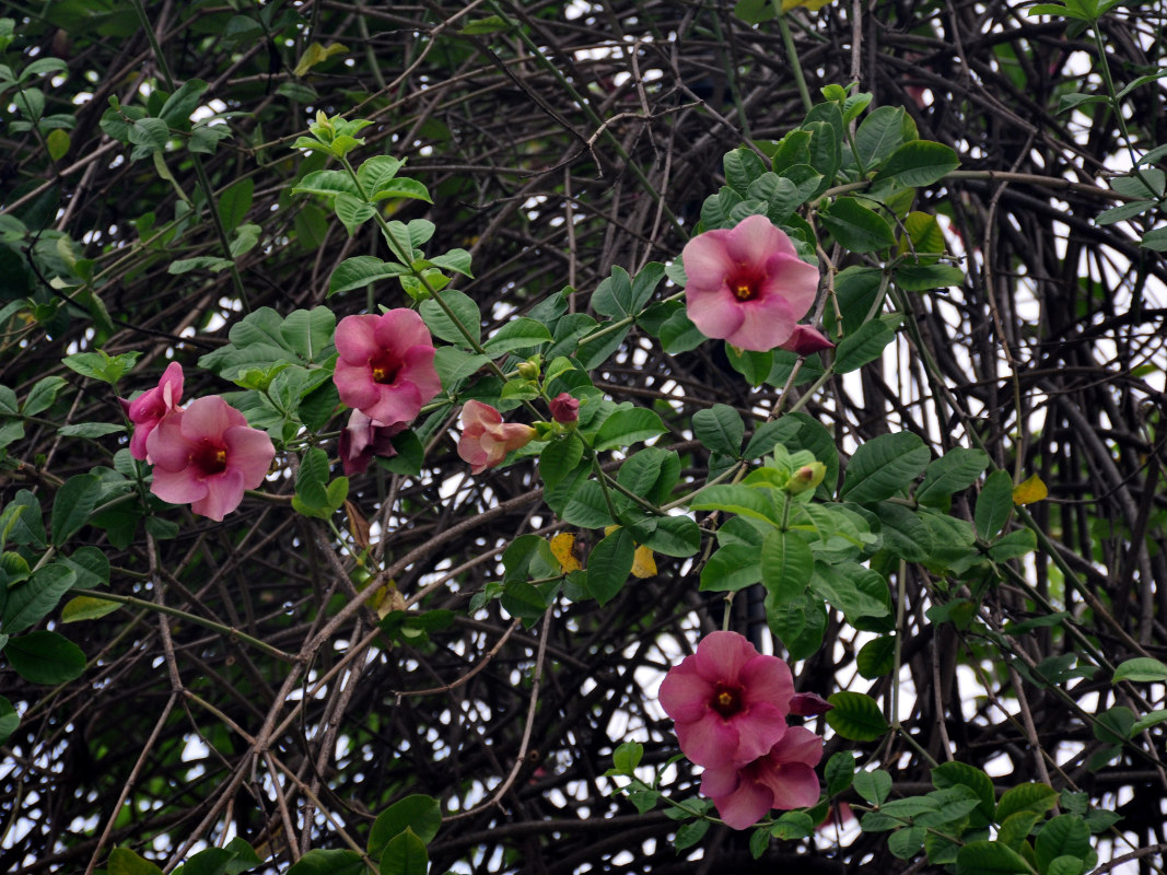 Image of Allamanda blanchetii specimen.