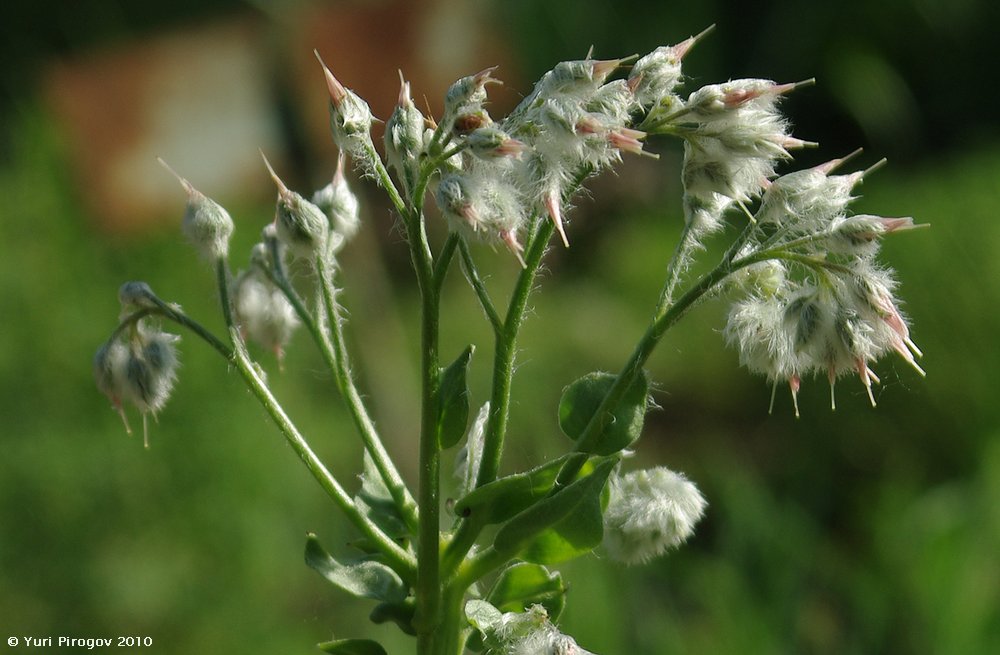 Image of Rindera lanata specimen.