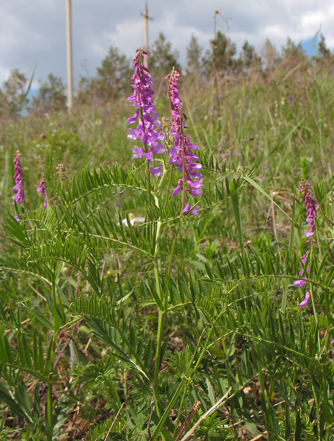 Image of Vicia tenuifolia specimen.