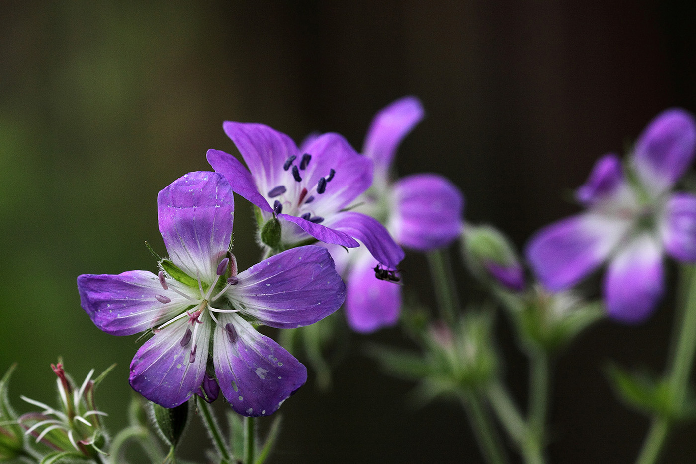 Image of Geranium sylvaticum specimen.