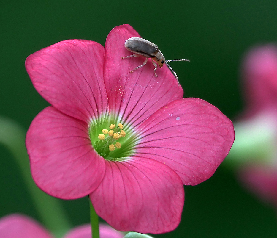 Image of Oxalis tetraphylla specimen.