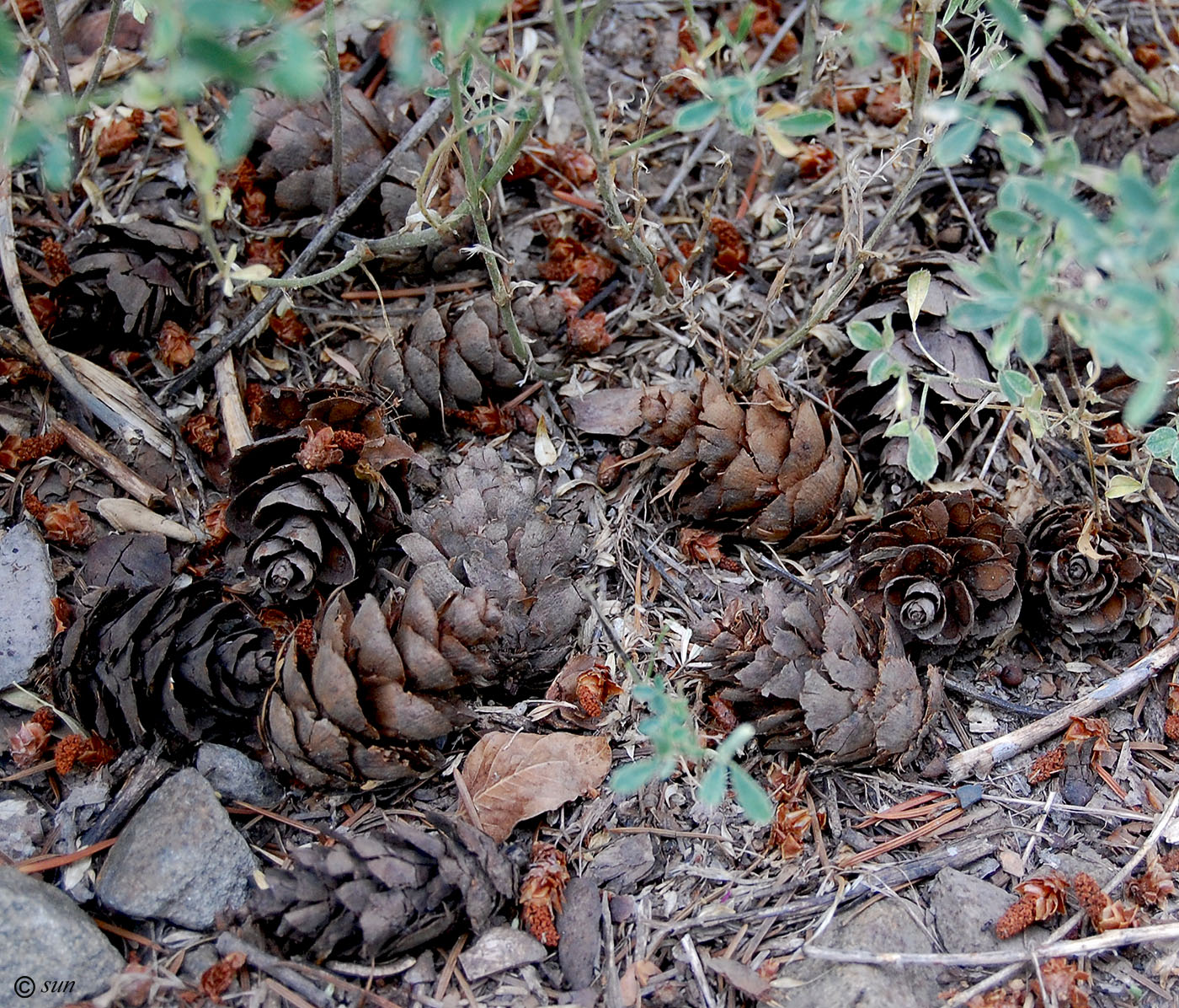 Image of Pseudotsuga menziesii specimen.