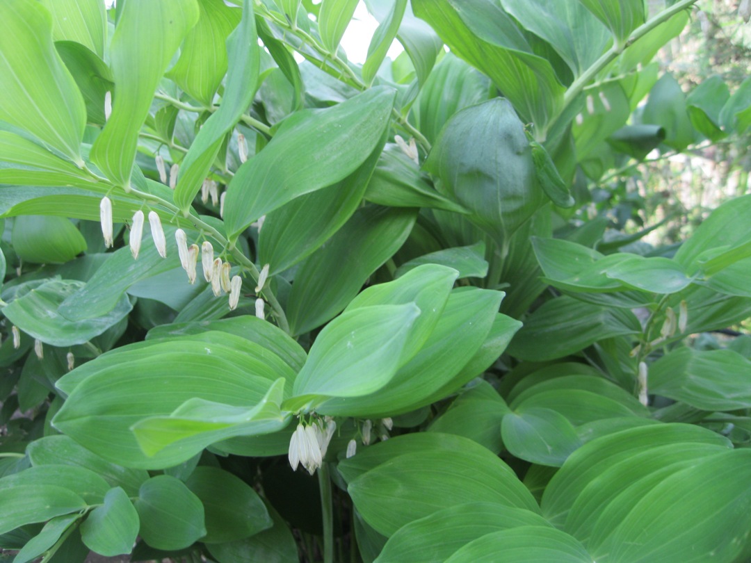 Изображение особи Polygonatum odoratum.