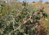 Echium angustifolium. Верхушки цветущих побегов. Греция, Эгейское море, о. Парос, пос. Дриос, заросший приусадебный участок на высоком берегу моря. 10.04.2018.