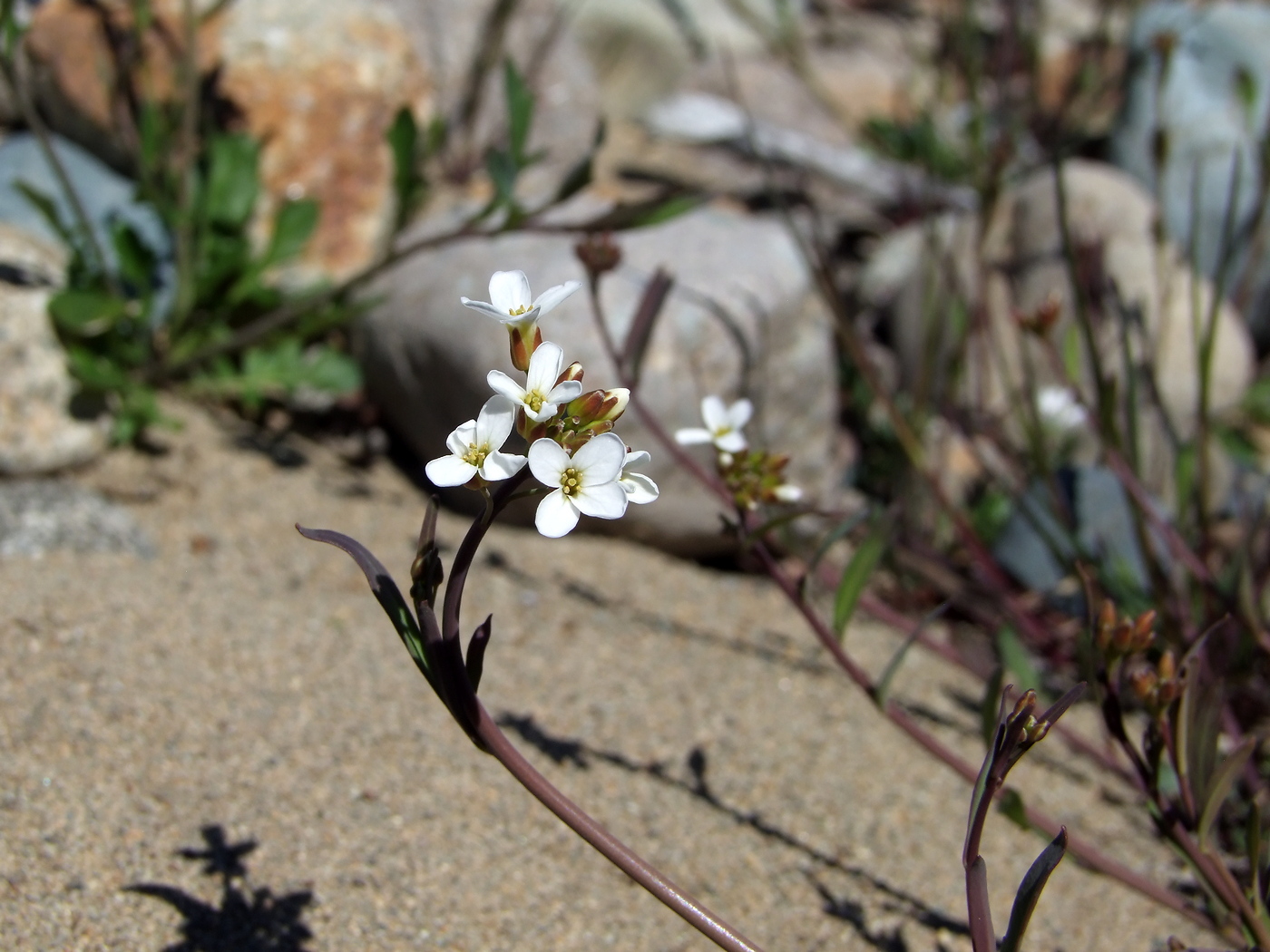 Image of Arabidopsis lyrata specimen.